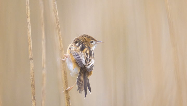 Oiseaux, faune et flore du bord de mer à Chef de Baie